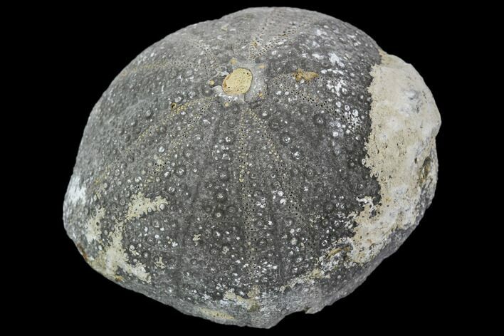 Fossil Sea Urchin (Eucosmus) - Morocco #107982